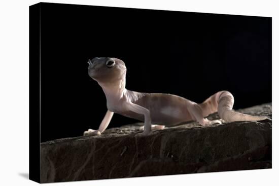 Desert Banded Gecko (Coleonyx Variegatus Variegatus) Controlled Conditions-Daniel Heuclin-Premier Image Canvas