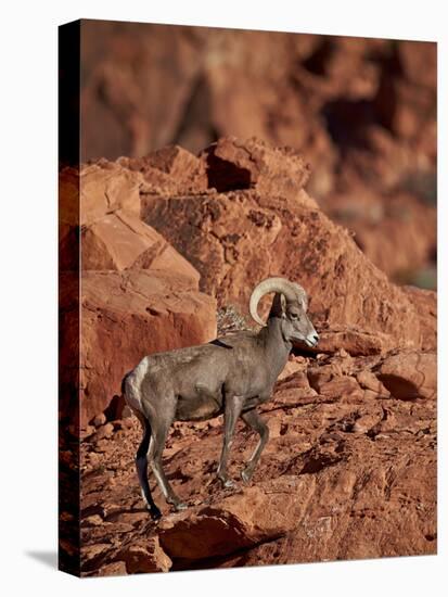 Desert Bighorn Sheep (Ovis Canadensis Nelsoni) Ram, Valley of Fire State Park, Nevada, Usa-James Hager-Premier Image Canvas