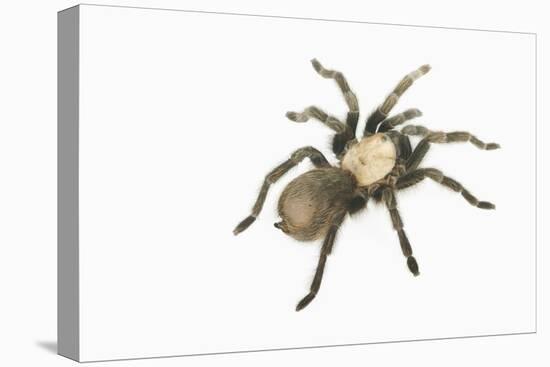 Desert Blond Tarantula-DLILLC-Premier Image Canvas