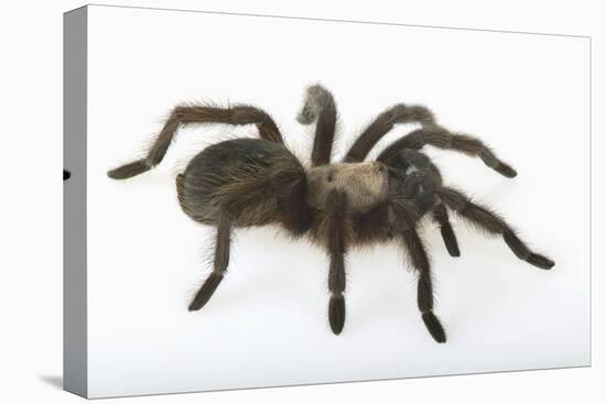 Desert Blond Tarantula-DLILLC-Premier Image Canvas