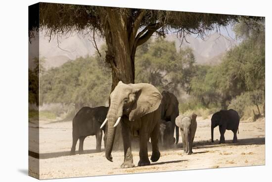 Desert Elephants, Family Finding Shade-Augusto Leandro Stanzani-Premier Image Canvas