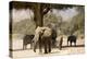 Desert Elephants, Family Finding Shade-Augusto Leandro Stanzani-Premier Image Canvas