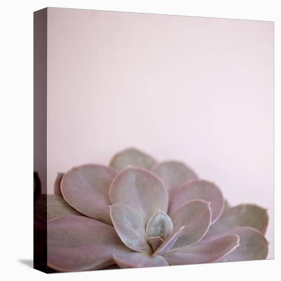 Desert Flora 2-Susannah Tucker-Stretched Canvas