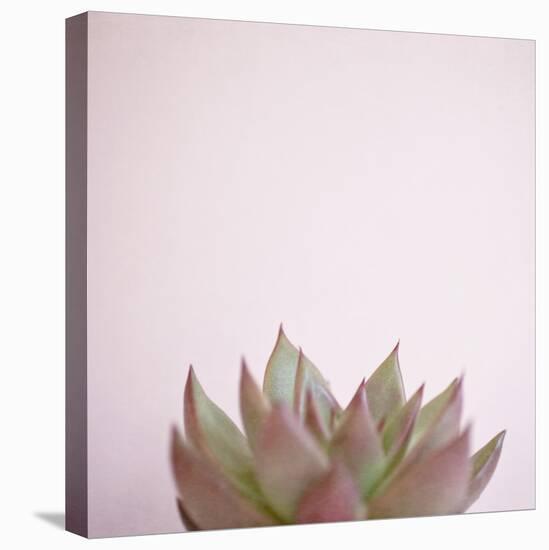 Desert Flora 4-Susannah Tucker-Stretched Canvas