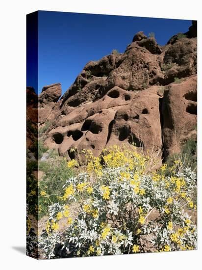 Desert Flora Beneath Camelback Mountain, Echo Canyon Recreation Area, Paradise Valley, Arizona-Ruth Tomlinson-Premier Image Canvas