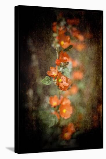 Desert Flower 5-LightBoxJournal-Premier Image Canvas