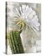 Desert Flower - Harmony-Tania Bello-Stretched Canvas