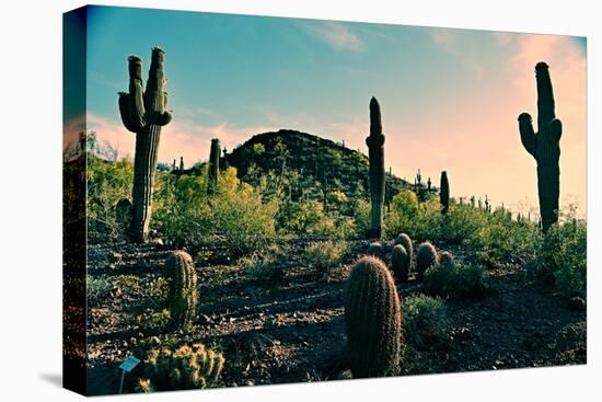 Desert Garden in Arizona-null-Stretched Canvas