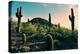 Desert Garden in Arizona-null-Stretched Canvas