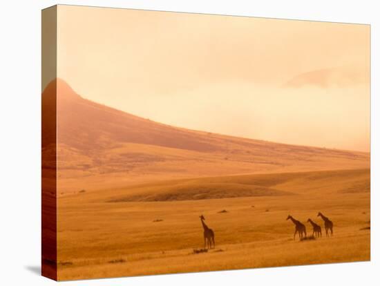 Desert Giraffes in the Mist, Namibia-Claudia Adams-Premier Image Canvas