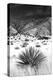 Desert Grasslands I BW-Douglas Taylor-Premier Image Canvas