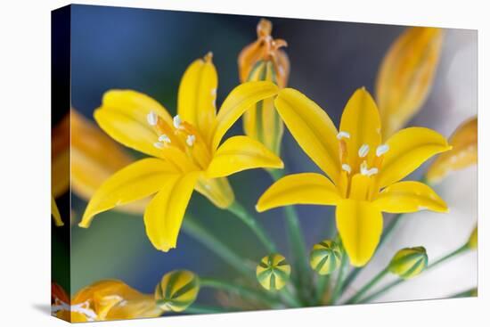 Desert hyacinth flower, Mexico-Claudio Contreras-Premier Image Canvas