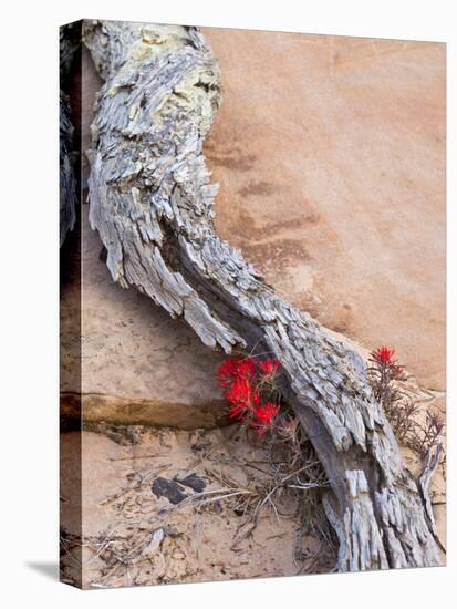 Desert Indian Paintbrush Flowers, Weathered Log in Zion National Park, Utah, USA-Chuck Haney-Premier Image Canvas