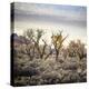 Desert Landscape With Cottonwood Trees And Sagebrush-Ron Koeberer-Stretched Canvas