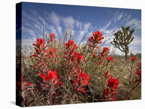 Desert Paintbrush Blooming in Front of Joshua Tree, Mojave National Preserve, California, Usa-Rob Sheppard-Premier Image Canvas