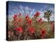 Desert Paintbrush Blooming in Front of Joshua Tree, Mojave National Preserve, California, Usa-Rob Sheppard-Premier Image Canvas