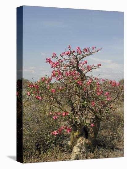 Desert Rose, Kenya, East Africa, Africa-Groenendijk Peter-Premier Image Canvas