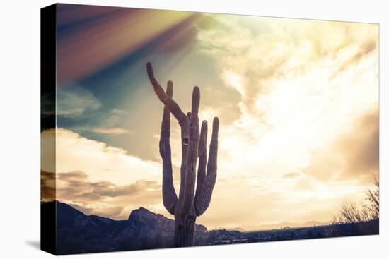 Desert Scene in Arizona as Sen Set - Saguaro Cactus Tree in Foreground-BCFC-Premier Image Canvas