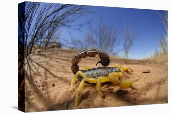 Desert Scorpion (Parabuthus Villosus) Namib Desert, Namibia-Solvin Zankl-Premier Image Canvas