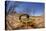 Desert Scorpion (Parabuthus Villosus) Namib Desert, Namibia-Solvin Zankl-Premier Image Canvas