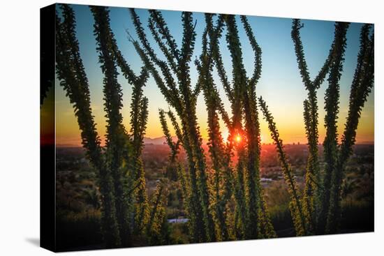 Desert Sunset through Cactus Tree over Phoenix,Az-BCFC-Premier Image Canvas