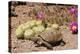Desert Tortoise-null-Premier Image Canvas