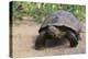 Desert Tortoise-DLILLC-Premier Image Canvas