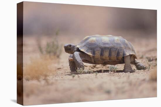 Desert Tortoise-DLILLC-Premier Image Canvas