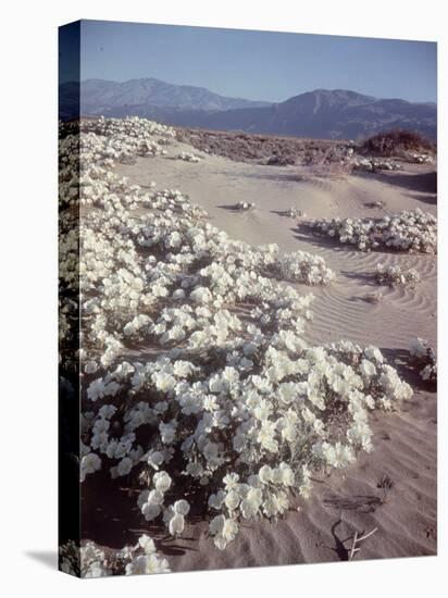 Desert Wild Flowers-Andreas Feininger-Premier Image Canvas