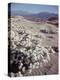 Desert Wild Flowers-Andreas Feininger-Premier Image Canvas