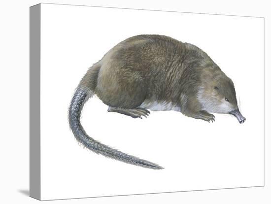 Desman (Desmana Moschata), Mammals-Encyclopaedia Britannica-Stretched Canvas