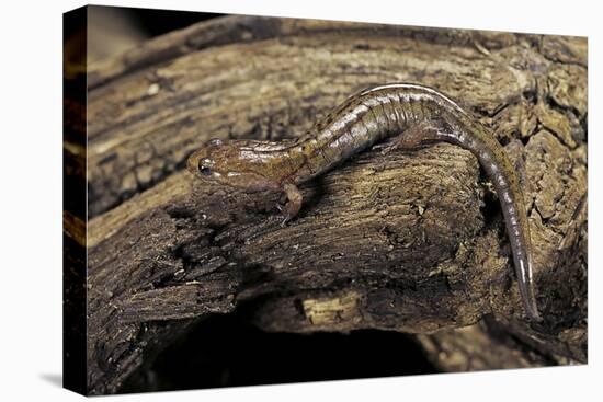 Desmognathus Fuscus (Northern Dusky Salamander)-Paul Starosta-Premier Image Canvas