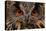 Detail Face Portrait of Bird, Big Orange Eyes and Bill, Eagle Owl, Bubo Bubo, Rare Wild Animal in T-Ondrej Prosicky-Premier Image Canvas