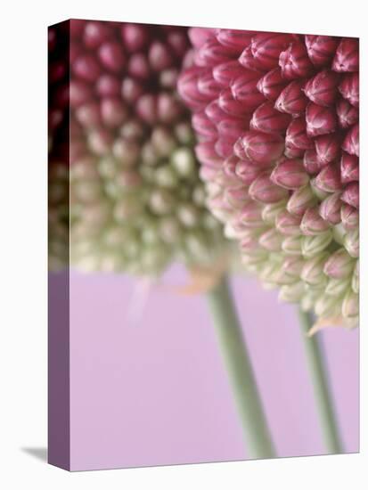 Detail From Allium Plant-null-Premier Image Canvas