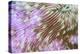 Detail of a Beautiful Mushroom Coral on a Reef in Indonesia-Stocktrek Images-Premier Image Canvas