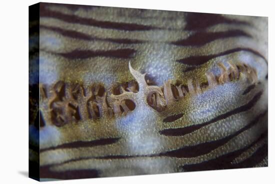 Detail of a Giant Clam Growing on a Reef in Indonesia-Stocktrek Images-Premier Image Canvas