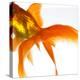 Detail of a Goldfish Tail-Mark Mawson-Premier Image Canvas