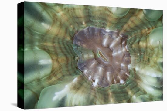 Detail of a Large Coral Polyp in Komodo National Park, Indonesia-Stocktrek Images-Premier Image Canvas