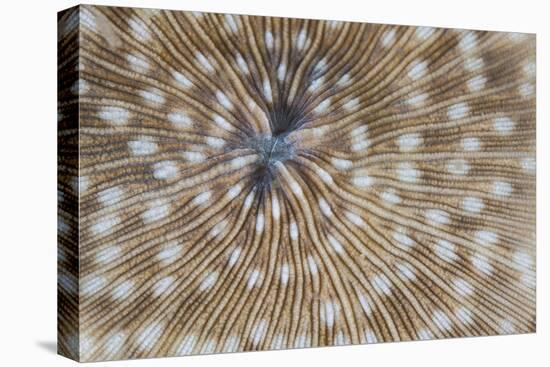 Detail of a Mushroom Coral on a Reef in Indonesia-Stocktrek Images-Premier Image Canvas