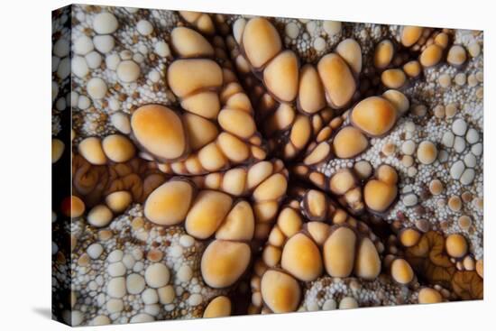 Detail of a Pin Cushion Starfish on a Reef in Indonesia-Stocktrek Images-Premier Image Canvas