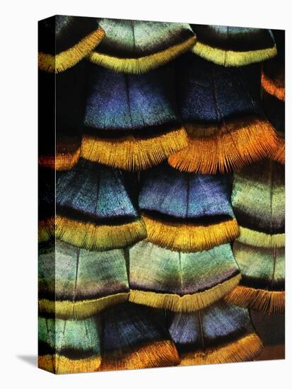 Detail of a Turkey Feather-Darrell Gulin-Premier Image Canvas