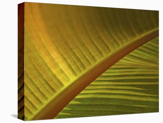 Detail of Banana Leaf at the North Carolina Zoological Park in Asheboro, North Carolina-Melissa Southern-Premier Image Canvas