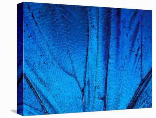 Detail of Blue Morpho Wing, Barro Colorado Island, Panama-Christian Ziegler-Premier Image Canvas