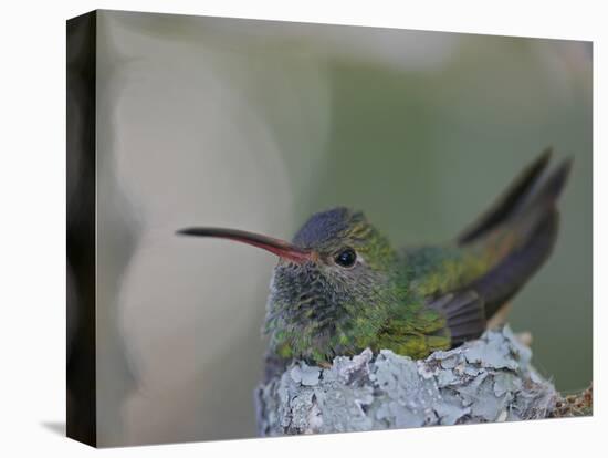 Detail of Buff-Bellied Hummingbird Sitting on Nest Atop Cactus Plant, Raymondville, Texas, USA-Arthur Morris-Premier Image Canvas