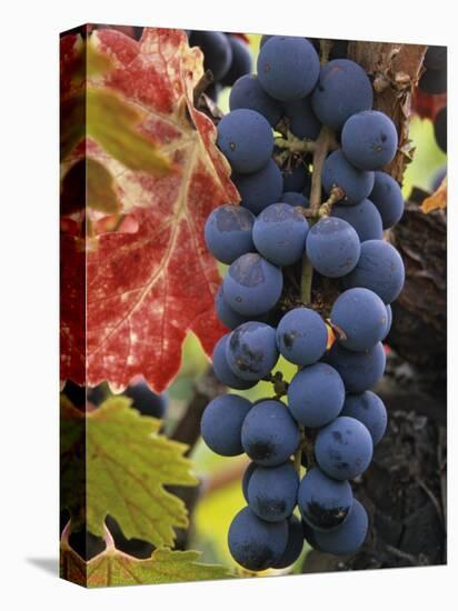 Detail of Cabernet Savignon Grapes on the Vine in Napa Valley, California, USA-Dennis Flaherty-Premier Image Canvas