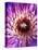 Detail of Clematis Flower-Darrell Gulin-Premier Image Canvas