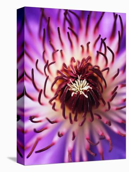 Detail of Clematis Flower-Darrell Gulin-Premier Image Canvas