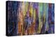 Detail of colorful trunk of a wet Eucalyptus tree, Oakland, Alameda County, California, USA-Panoramic Images-Premier Image Canvas