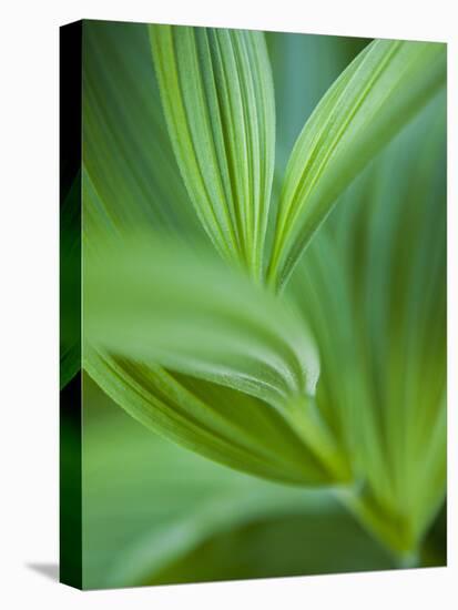 Detail of Corn Lilly-Ethan Welty-Premier Image Canvas