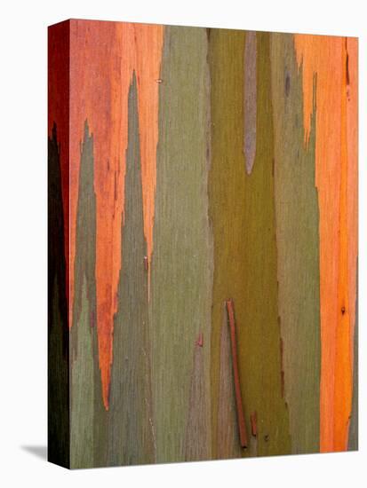 Detail of Eucalyptus Tree Bark, Kauai, Hawaii, USA-Dennis Flaherty-Premier Image Canvas